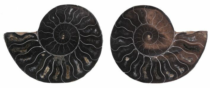 Split Black/Orange Ammonite Pair - Unusual Coloration #55569